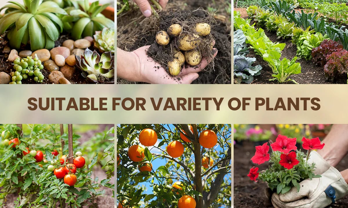 SoilProtein™ -Improves soil health-Plants grow 10x better- Free Hosta seeds+Growth serum+2 packs of soil protein (pack of 1999, now only at 599)