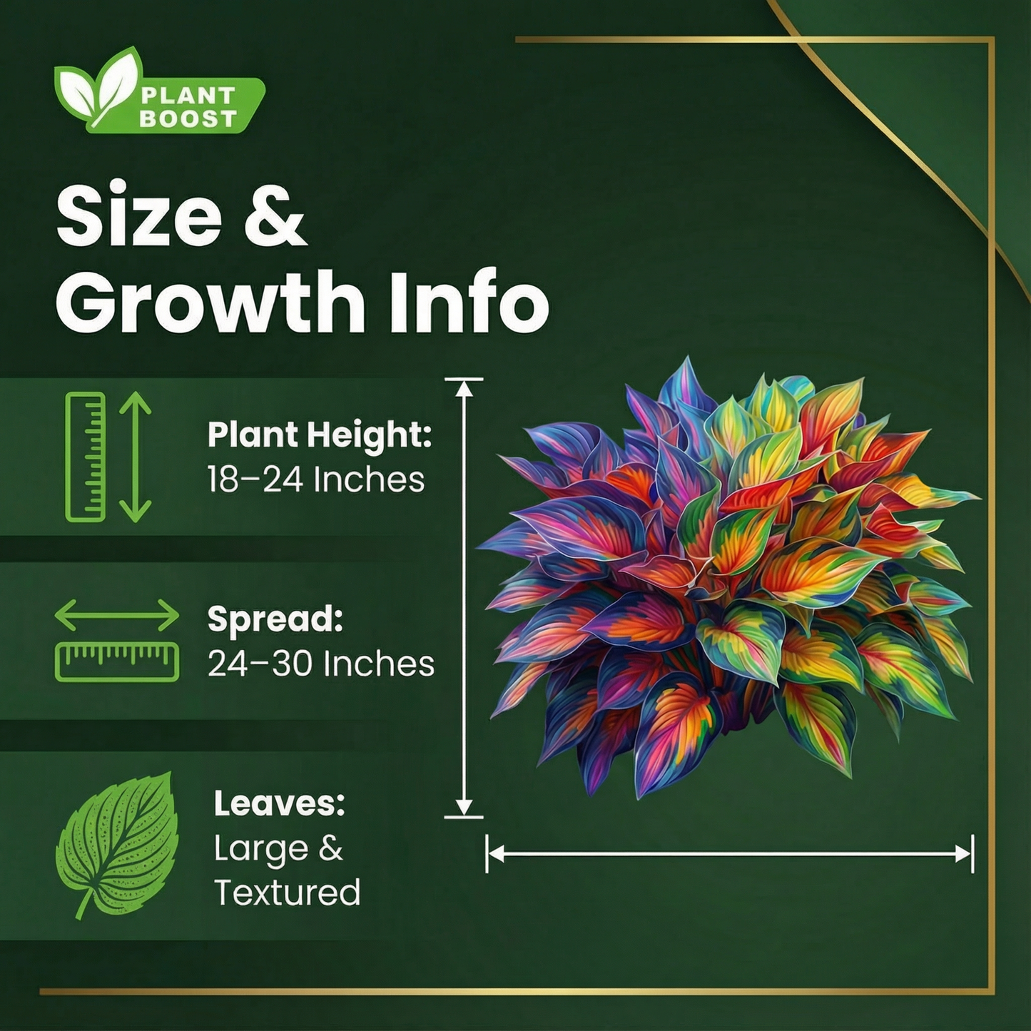 Rare Multicolor Hosta Seeds + Plant Growth Serum Free