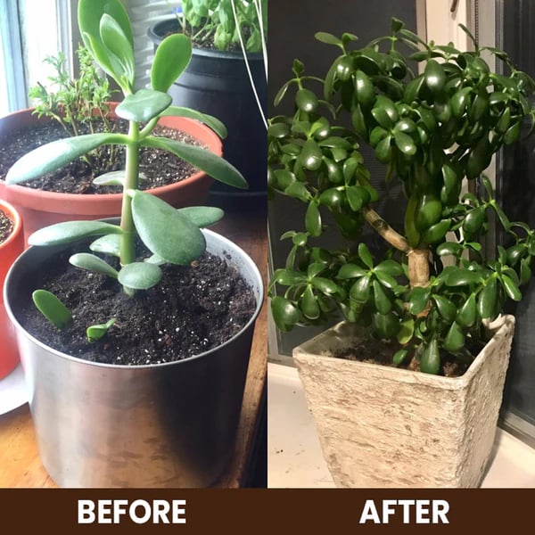 SoilProtein™ -Improves soil health-Plants grow 10x better- Free Hosta seeds+Growth serum+2 packs of soil protein (pack of 1999, now only at 599)