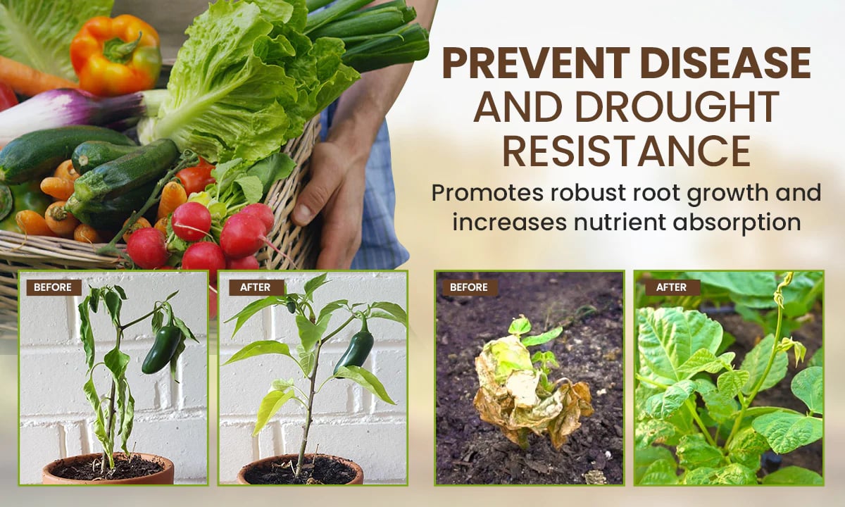 SoilProtein™ -Improves soil health-Plants grow 10x better- Free Hosta seeds+Growth serum+2 packs of soil protein (pack of 1999, now only at 599)