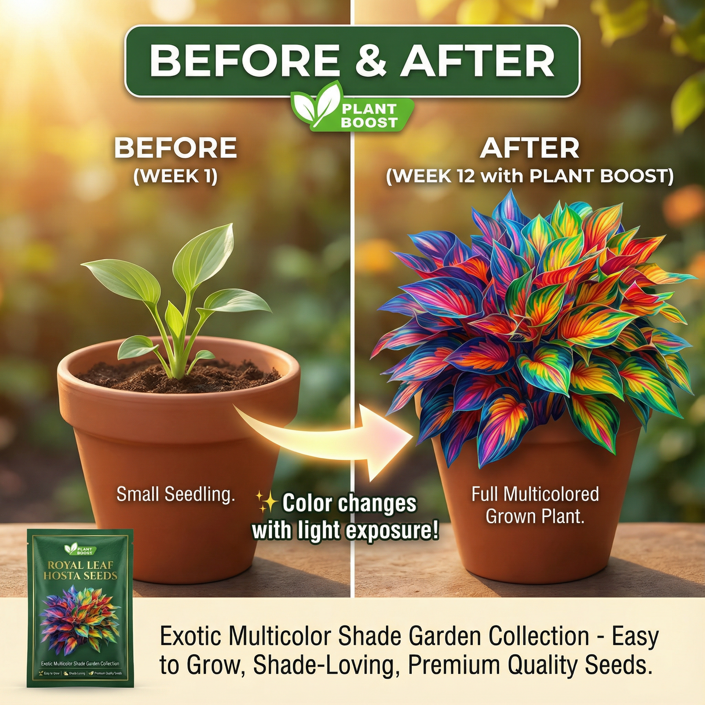 Rare Multicolor Hosta Seeds + Plant Growth Serum Free